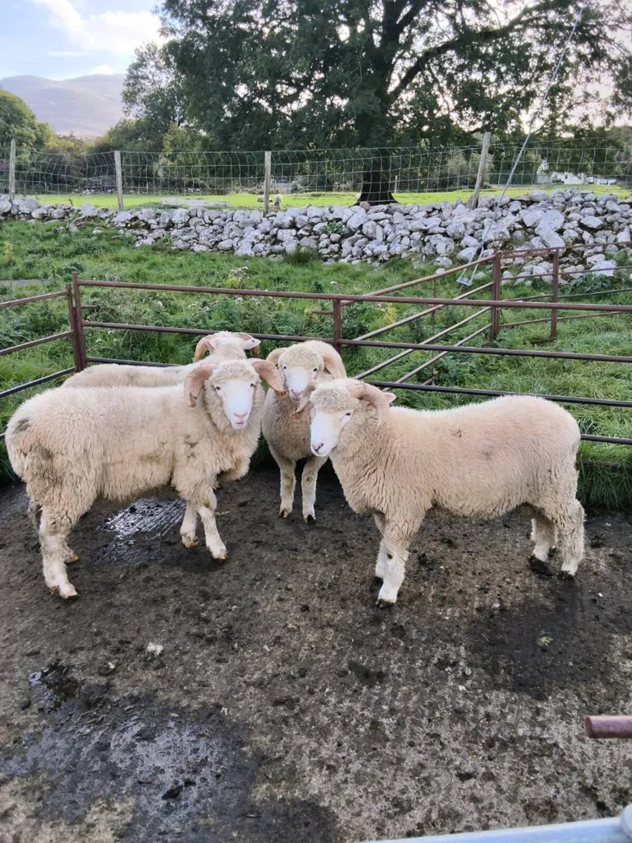 Dorset Horn Ram Lambs - Image 1