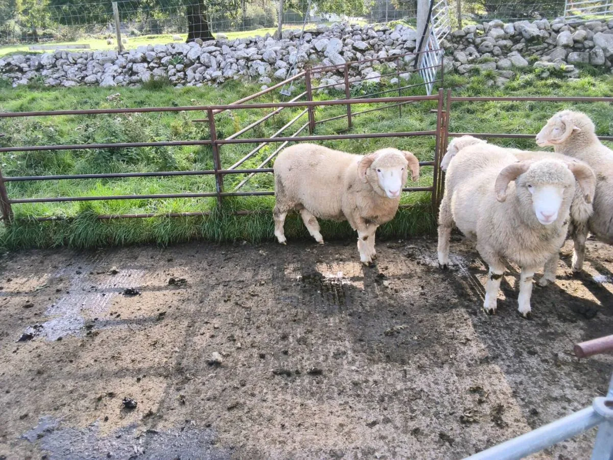 Dorset Horn Ram Lambs - Image 2