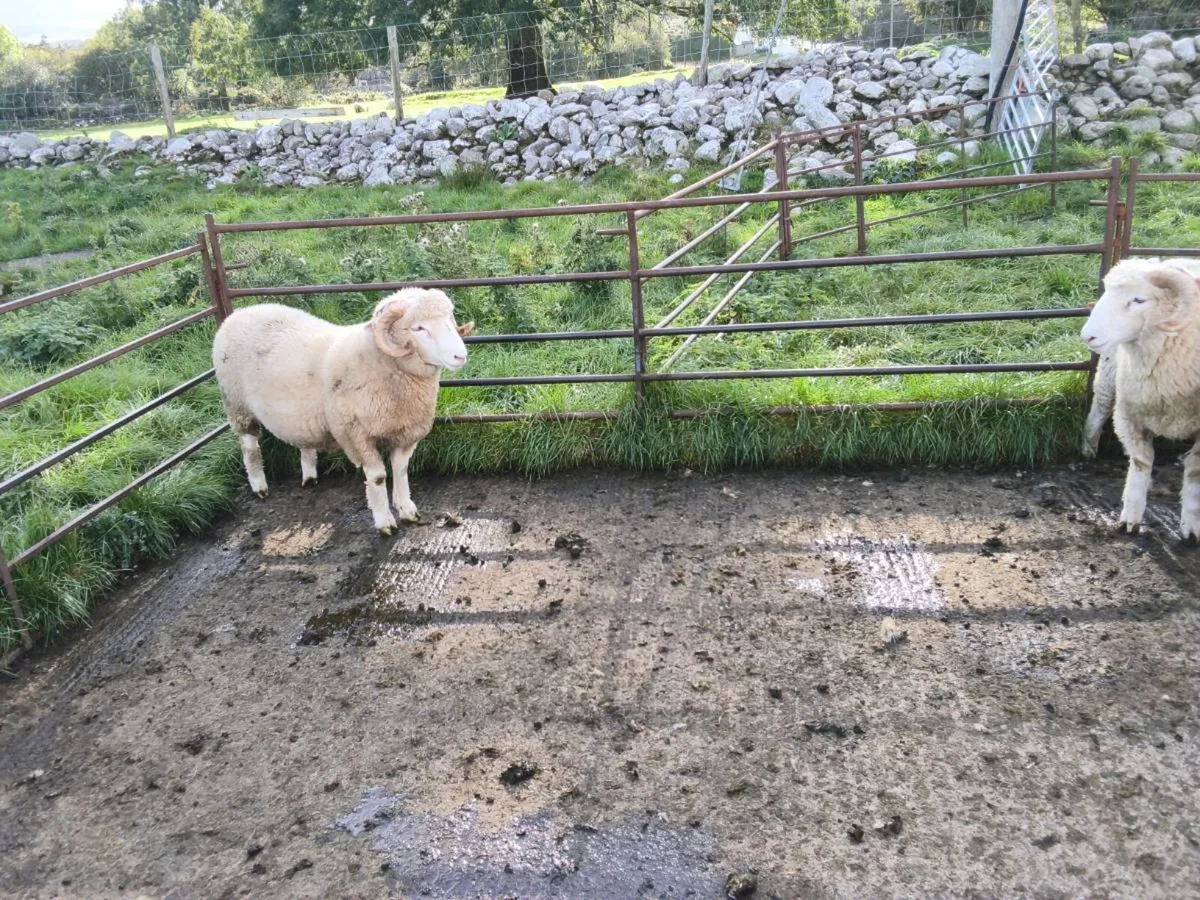 Dorset Horn Ram Lambs - Image 3