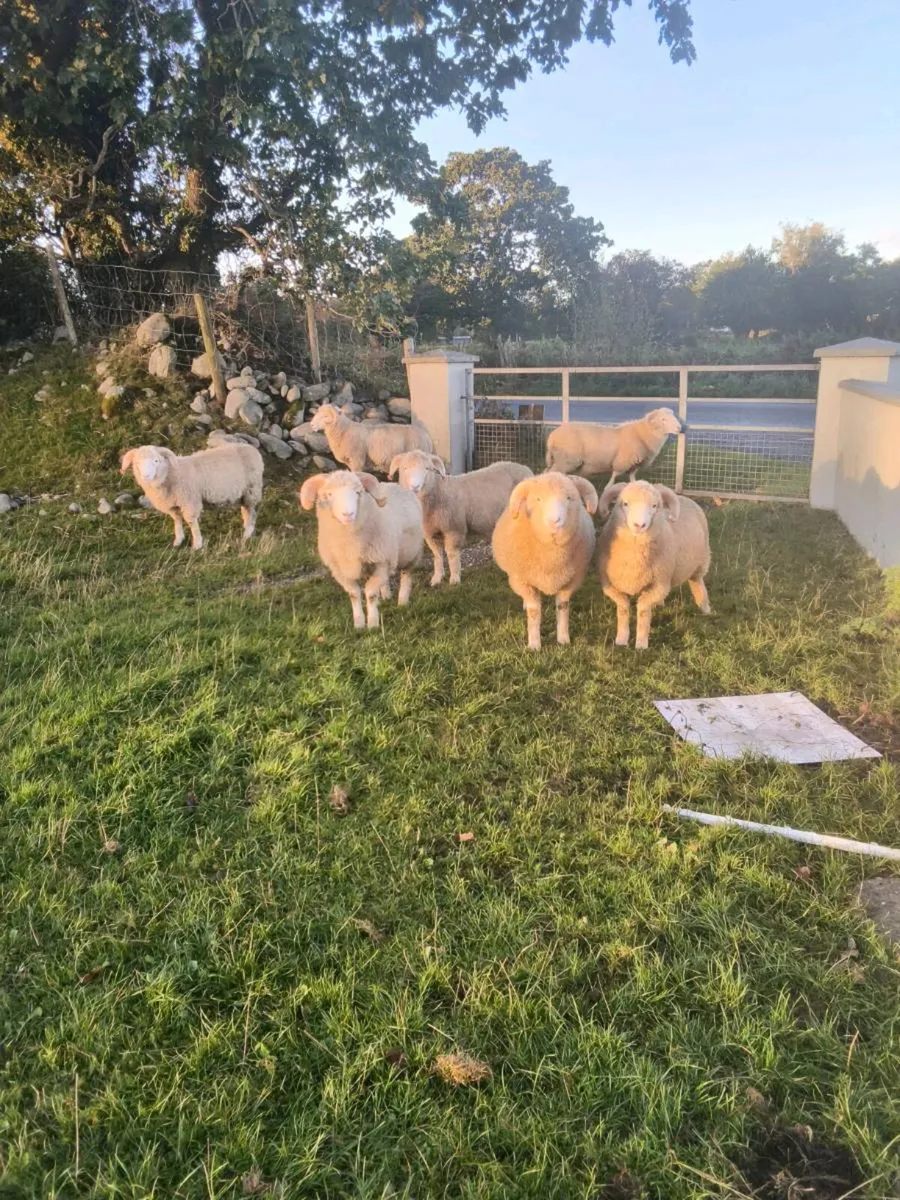 Dorset Horn Ram Lambs - Image 4