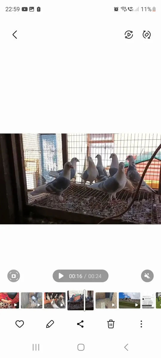 Pigeons
