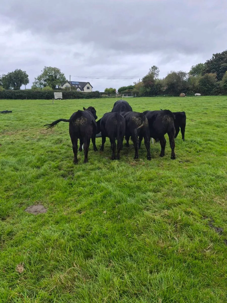 Beef cattle - Image 1