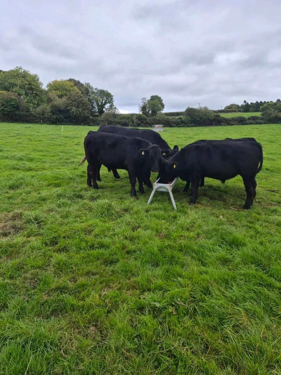 Beef cattle - Image 2
