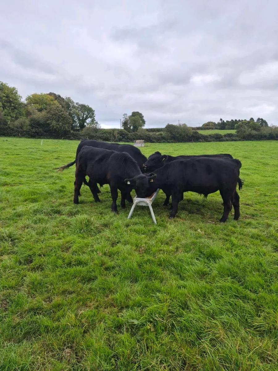 Beef cattle - Image 3