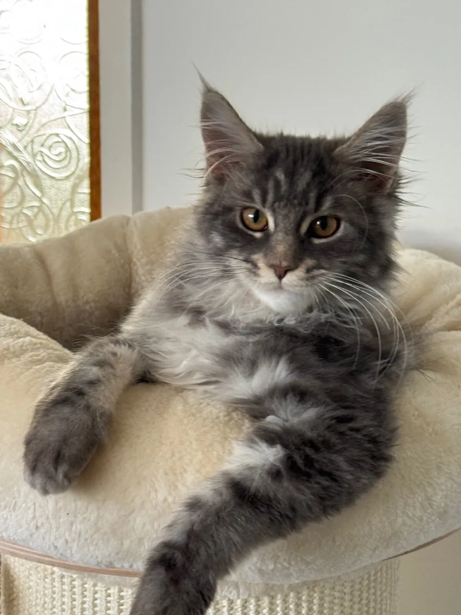 Maine coon girl for sale - Image 1