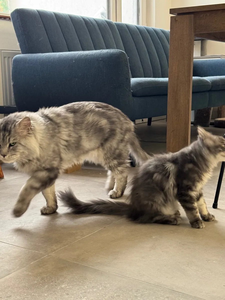 Maine coon girl for sale - Image 2