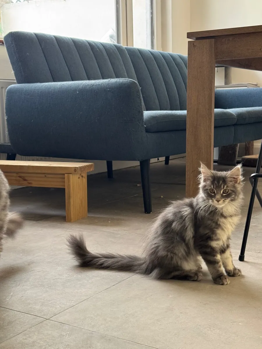 Maine coon girl for sale - Image 3
