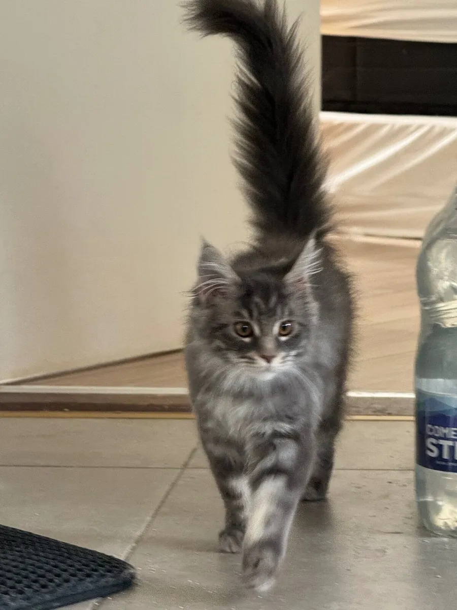 Maine coon girl for sale - Image 4