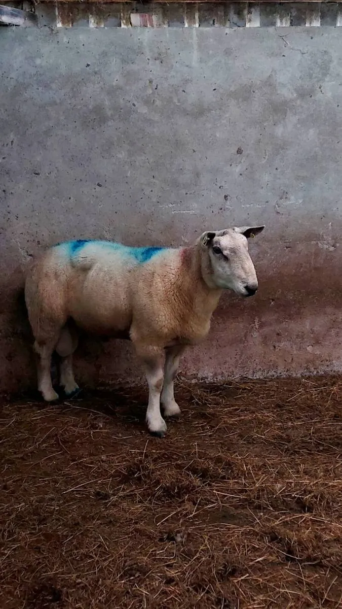 Ram - Image 2