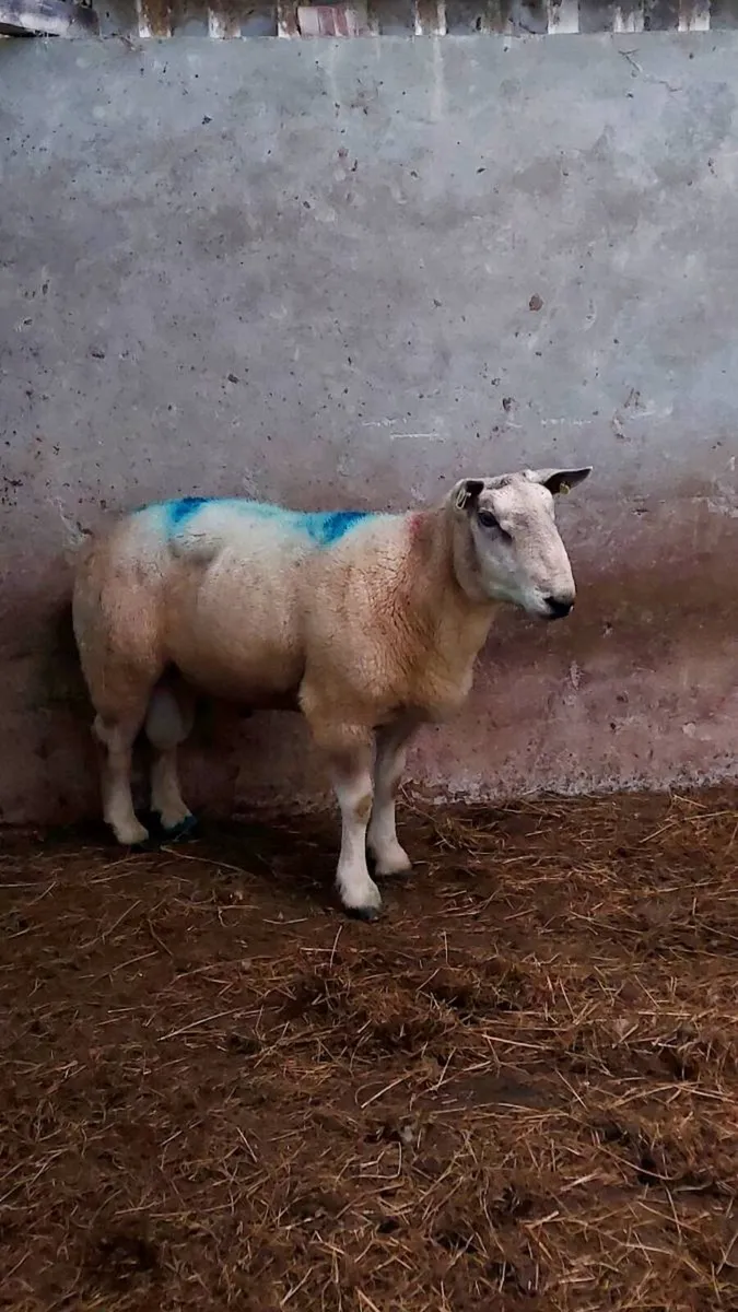 Ram - Image 3