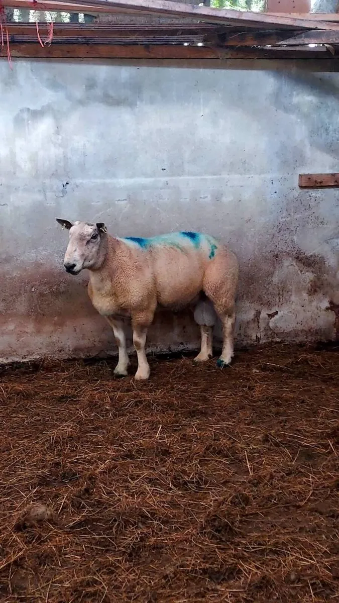 Ram - Image 4