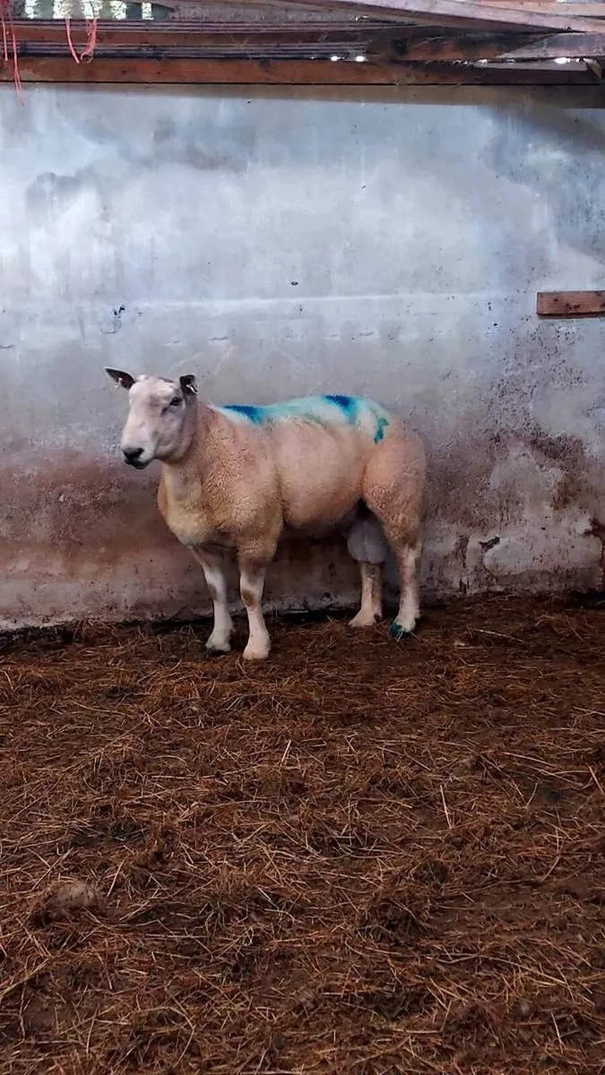 Ram - Image 1