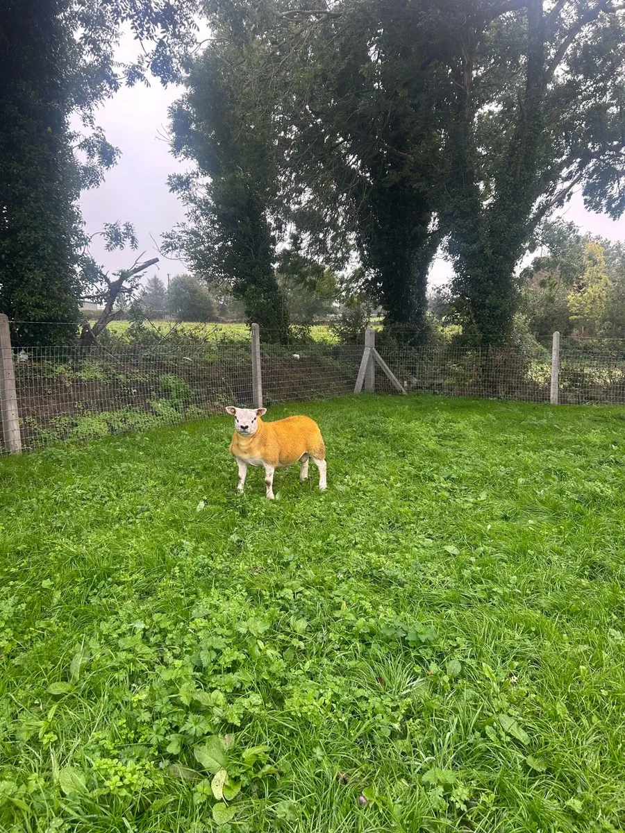✅Pedigree registered Texel ram lamb✅ - Image 3