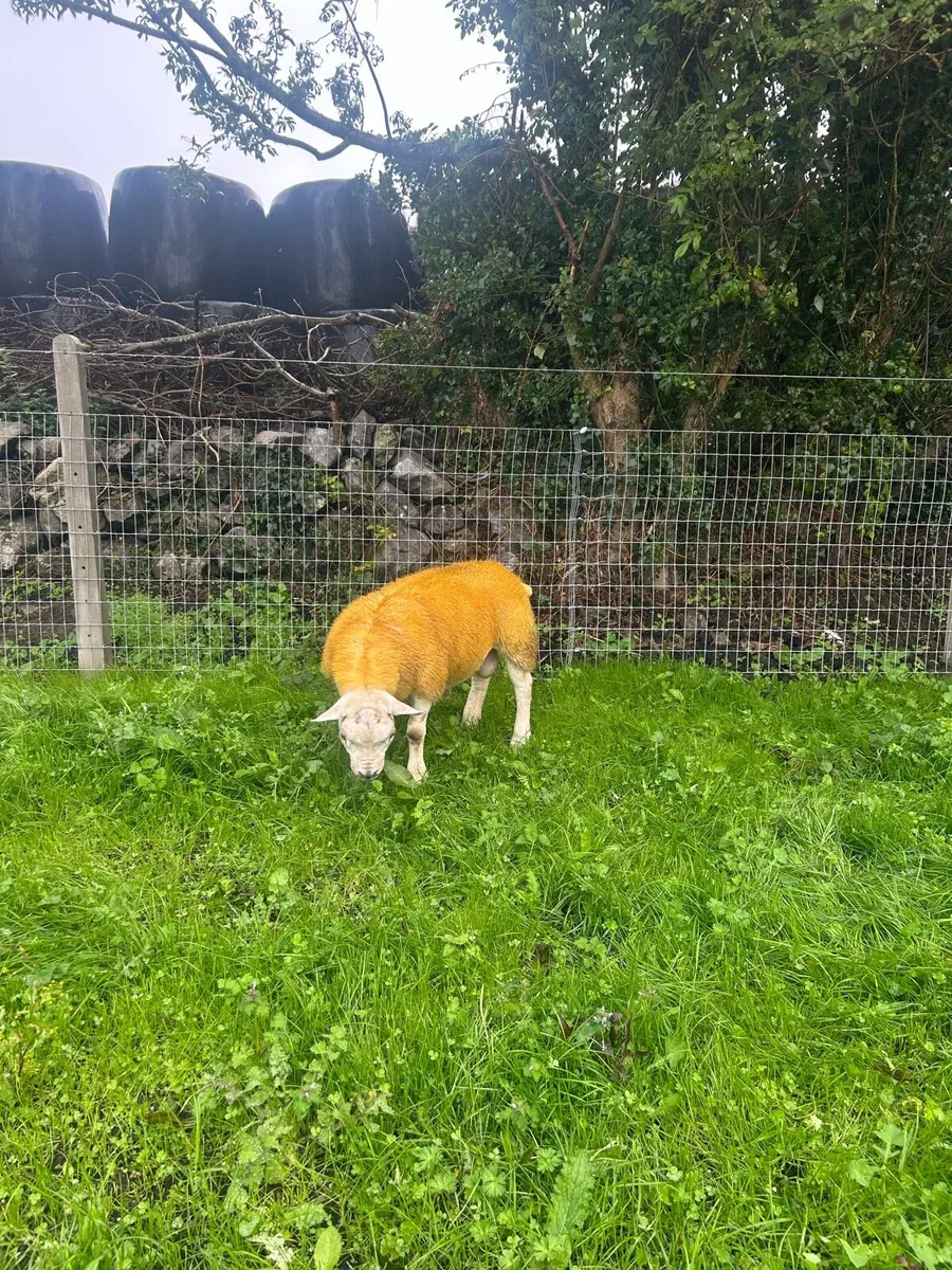 ✅Pedigree registered Texel ram lamb✅ - Image 4