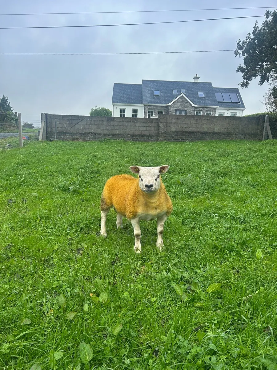 ✅Pedigree registered Texel ram lamb✅ - Image 1