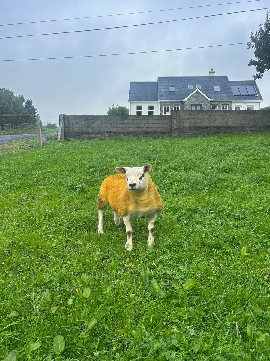 ✅Pedigree registered Texel ram lamb✅ - Image 2