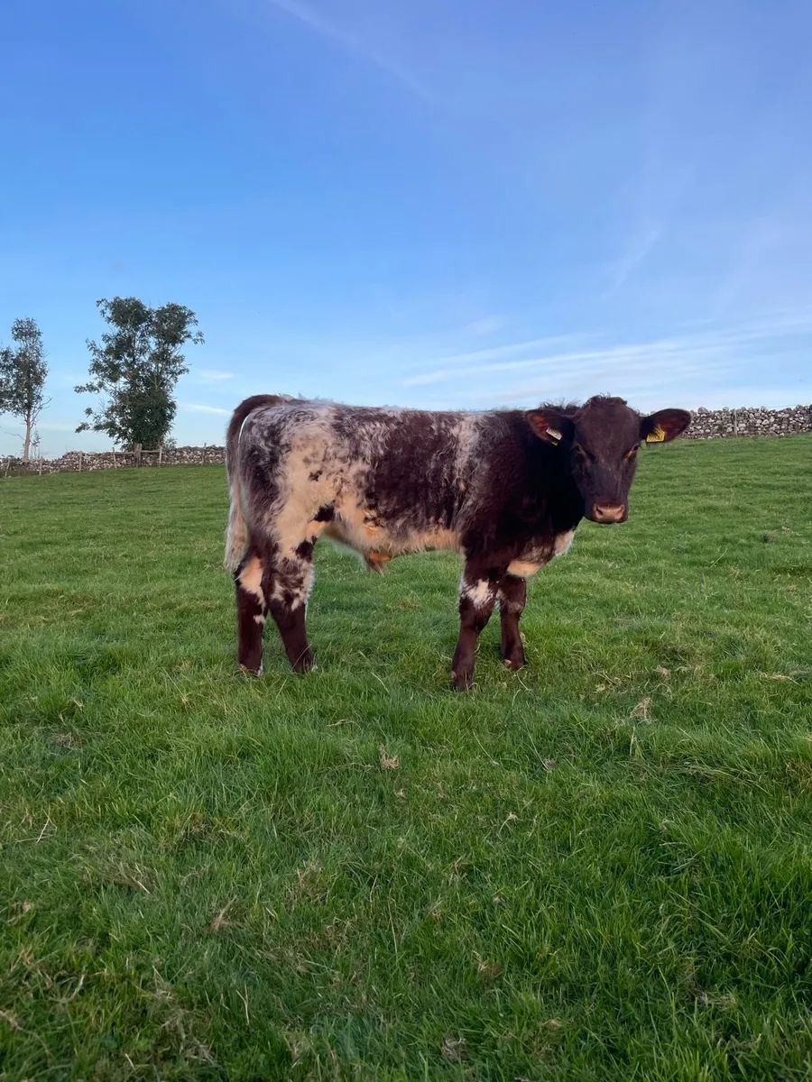 Beef Shorthorn Bull pedigree registered - Image 2