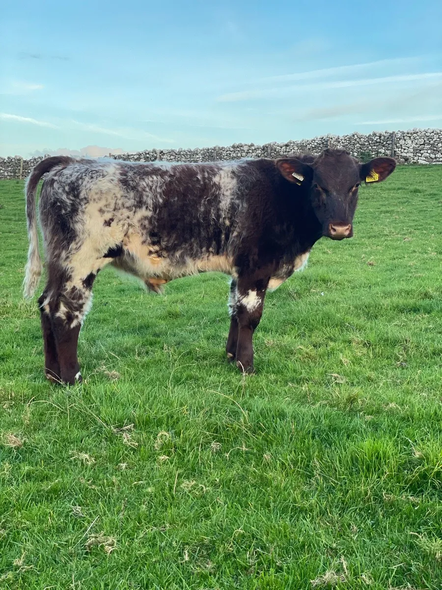 Beef Shorthorn Bull pedigree registered - Image 1
