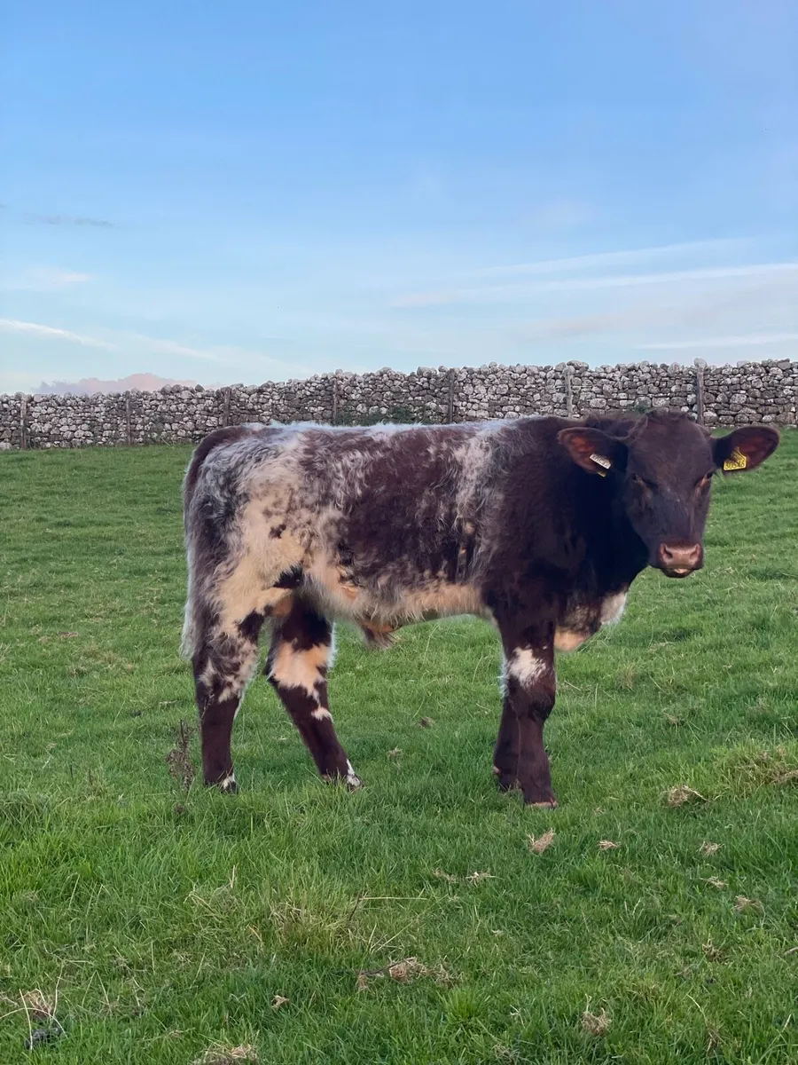 Beef Shorthorn Bull pedigree registered - Image 3