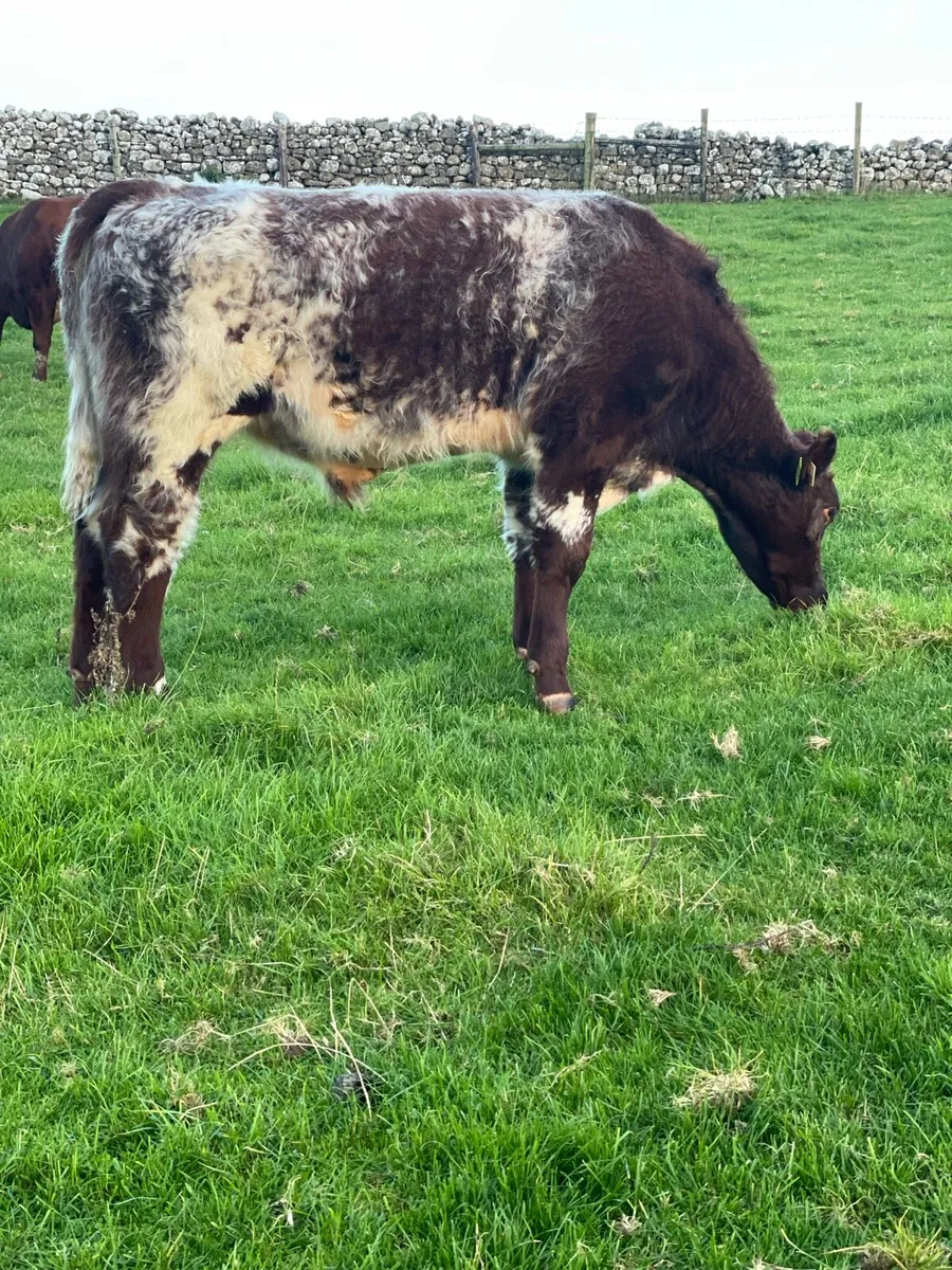 Beef Shorthorn Bull pedigree registered - Image 4