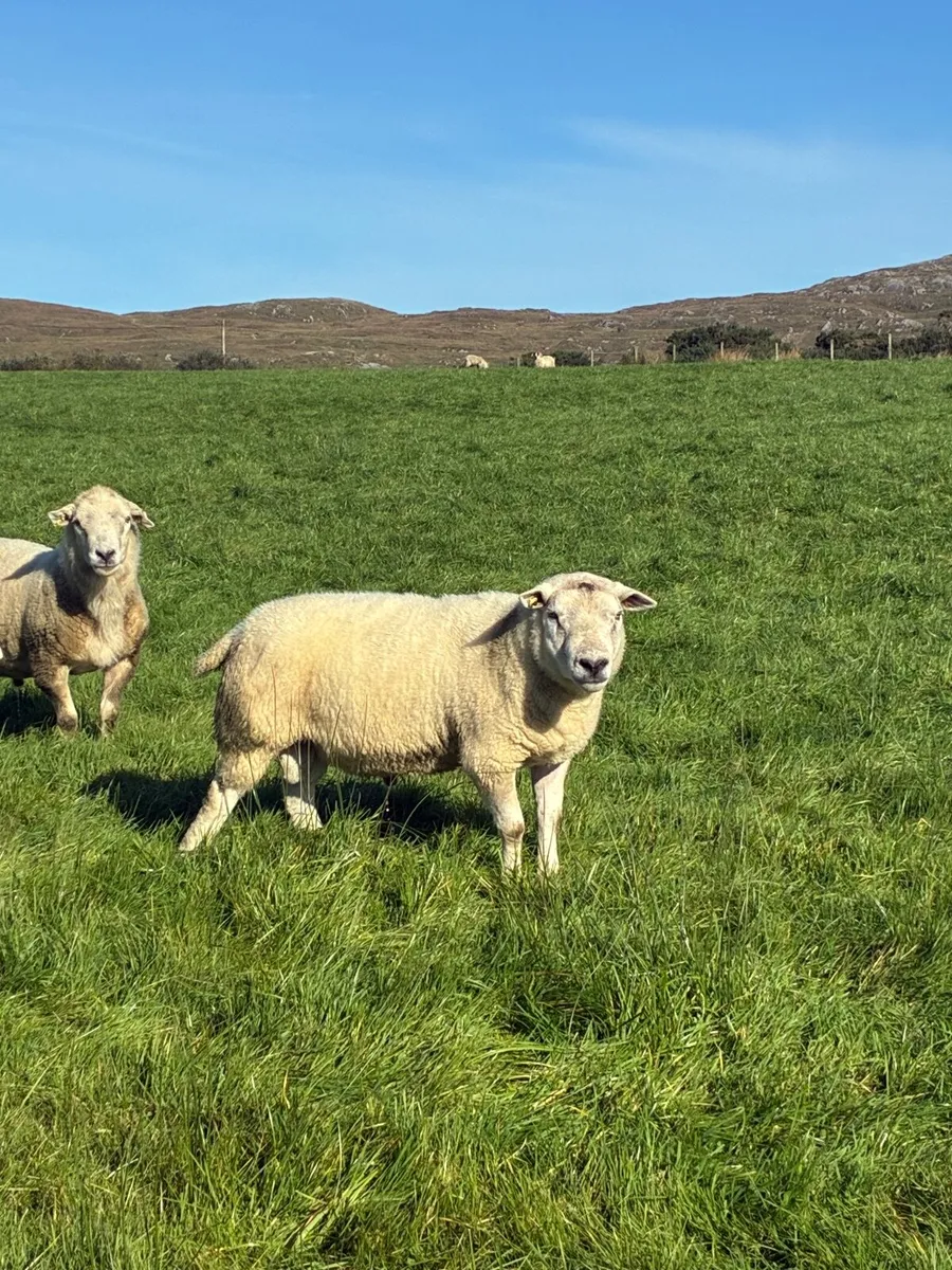 2 texel and 1 swaledale ram - Image 1