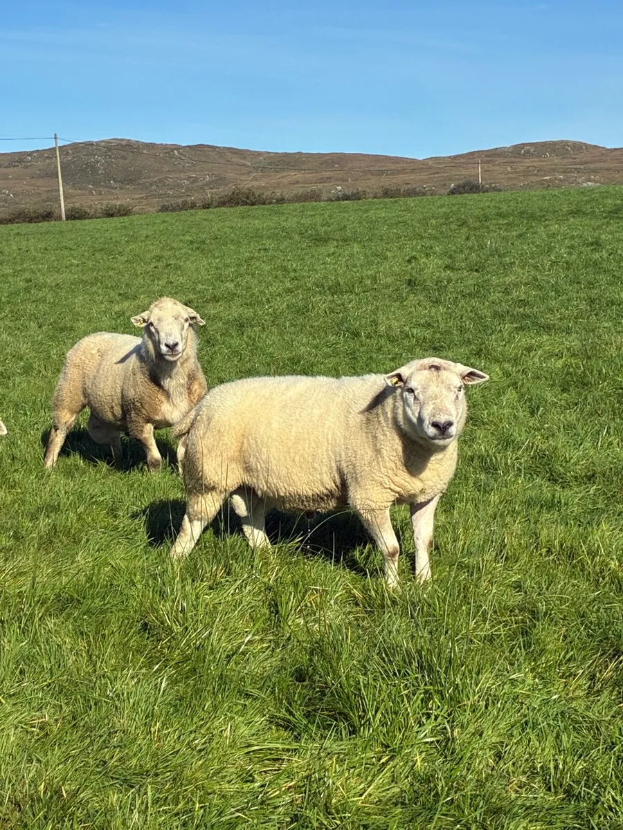 2 texel and 1 swaledale ram - Image 2
