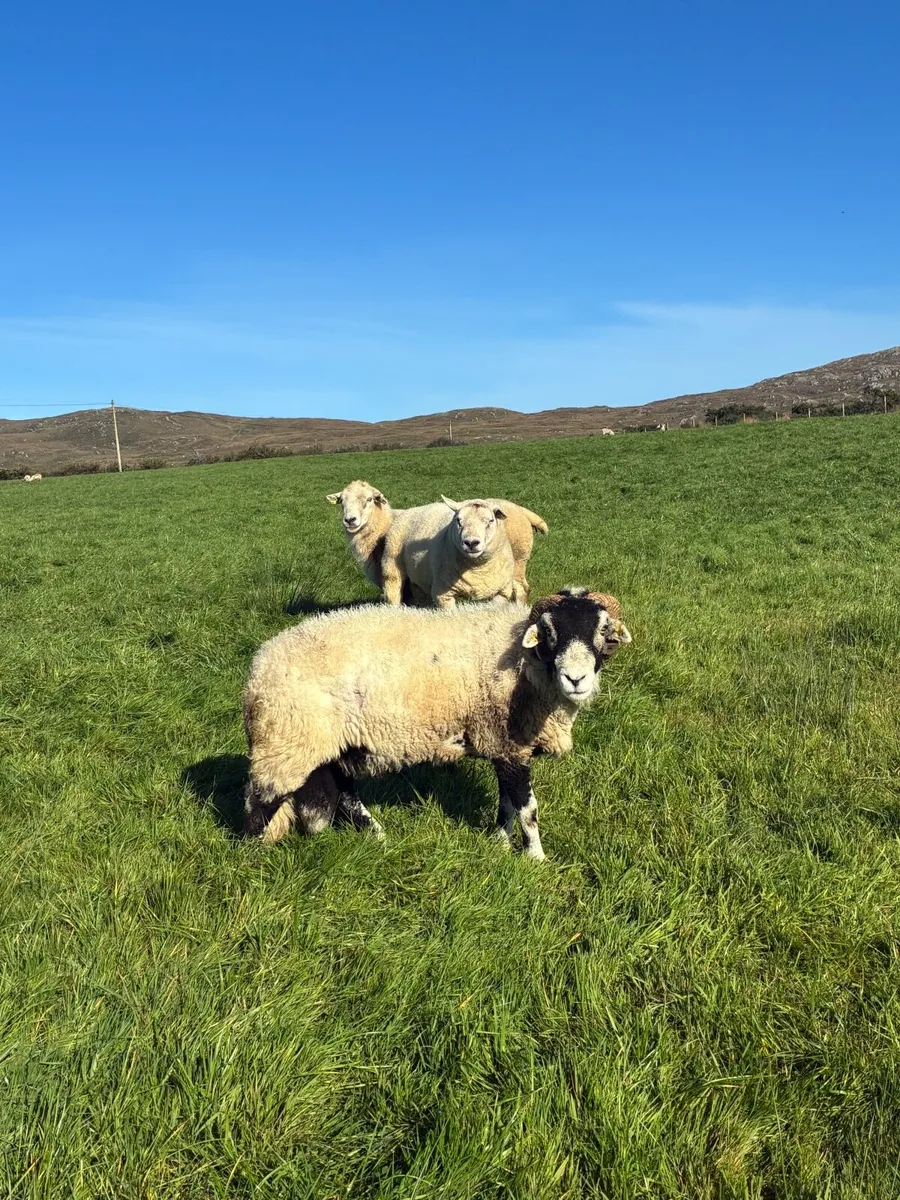 2 texel and 1 swaledale ram - Image 3