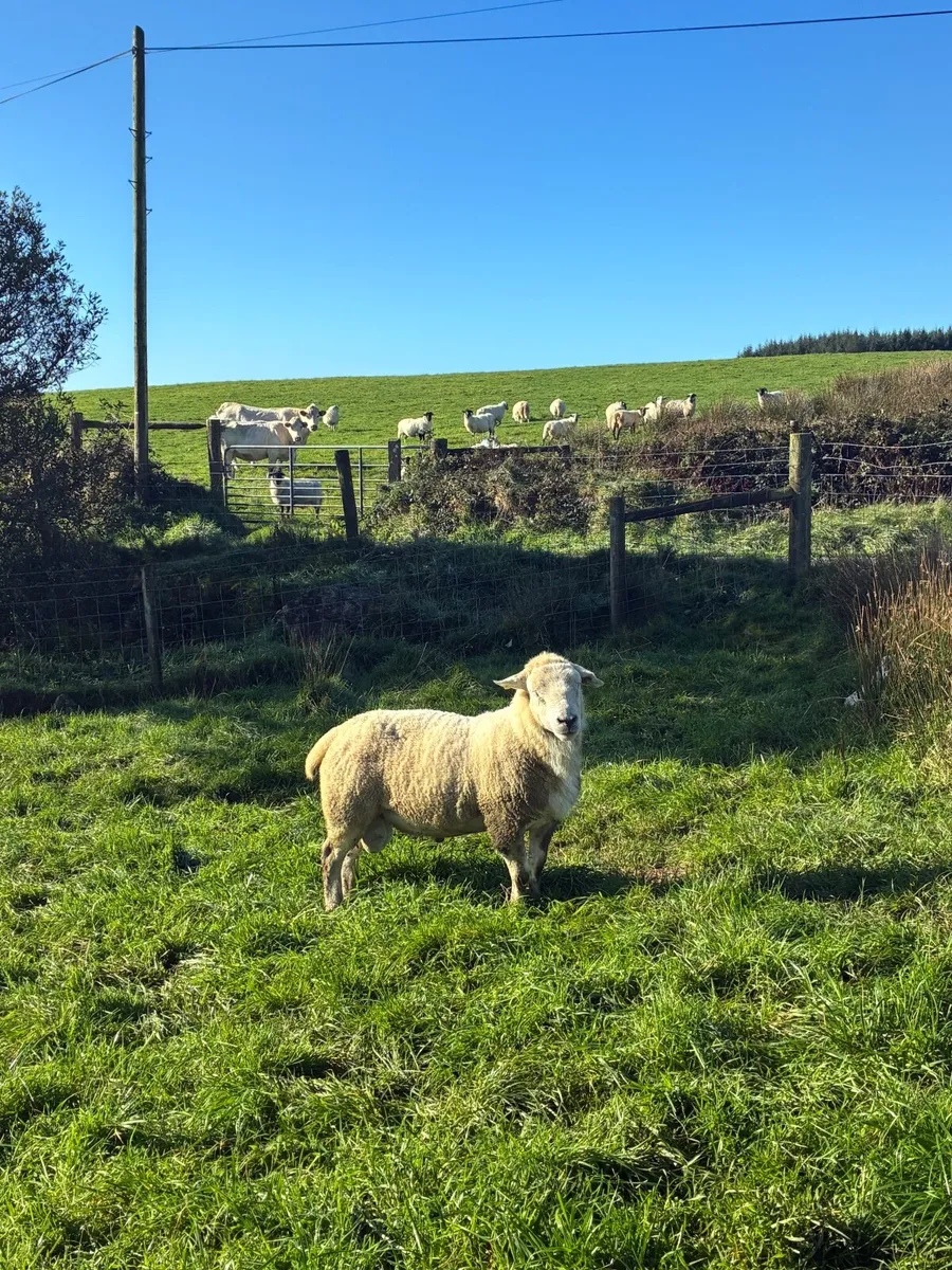 2 texel and 1 swaledale ram - Image 4