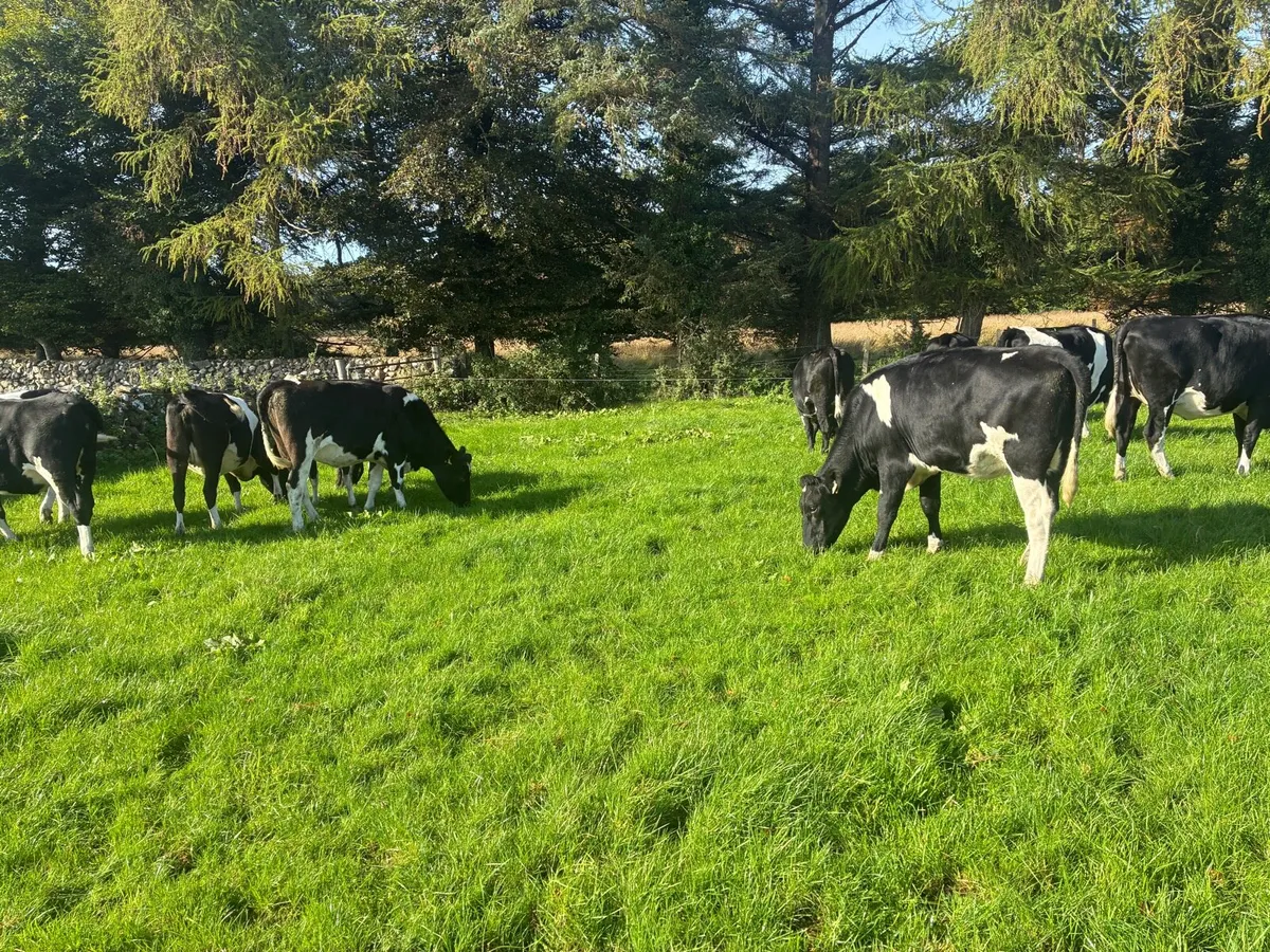 8 High EBI Incalf Heifers - Image 2