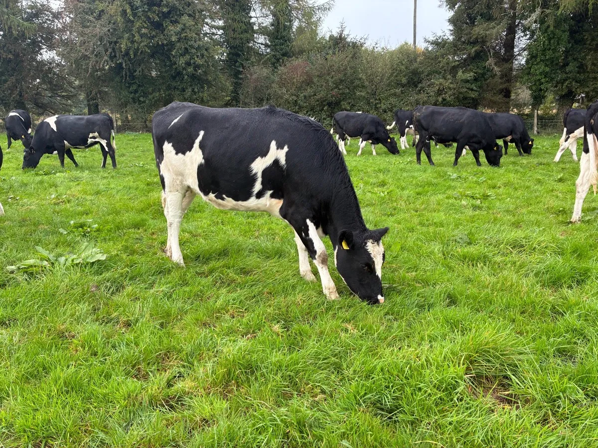 8 High EBI Incalf Heifers - Image 3