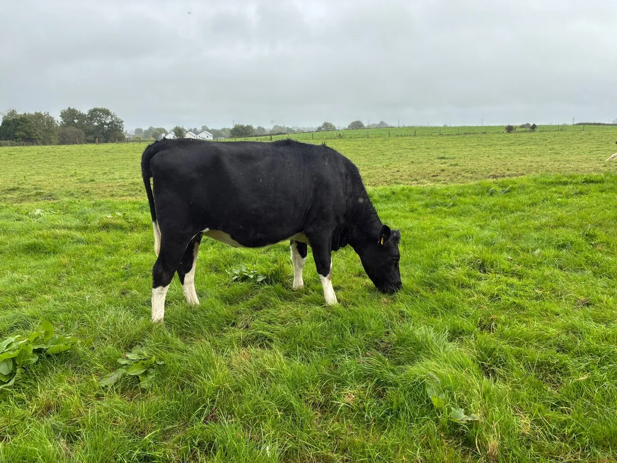 8 High EBI Incalf Heifers - Image 4
