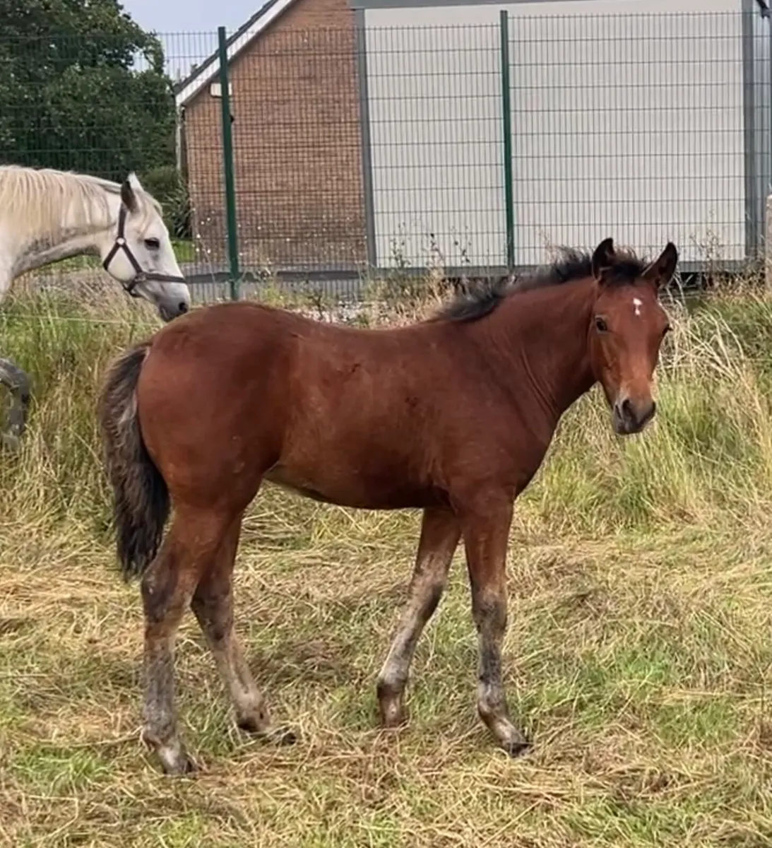Amazing Connemara x Filly foal - Image 2