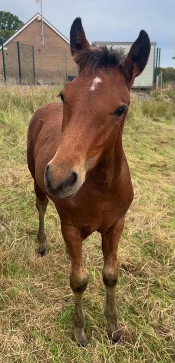 Amazing Connemara x Filly foal - Image 3