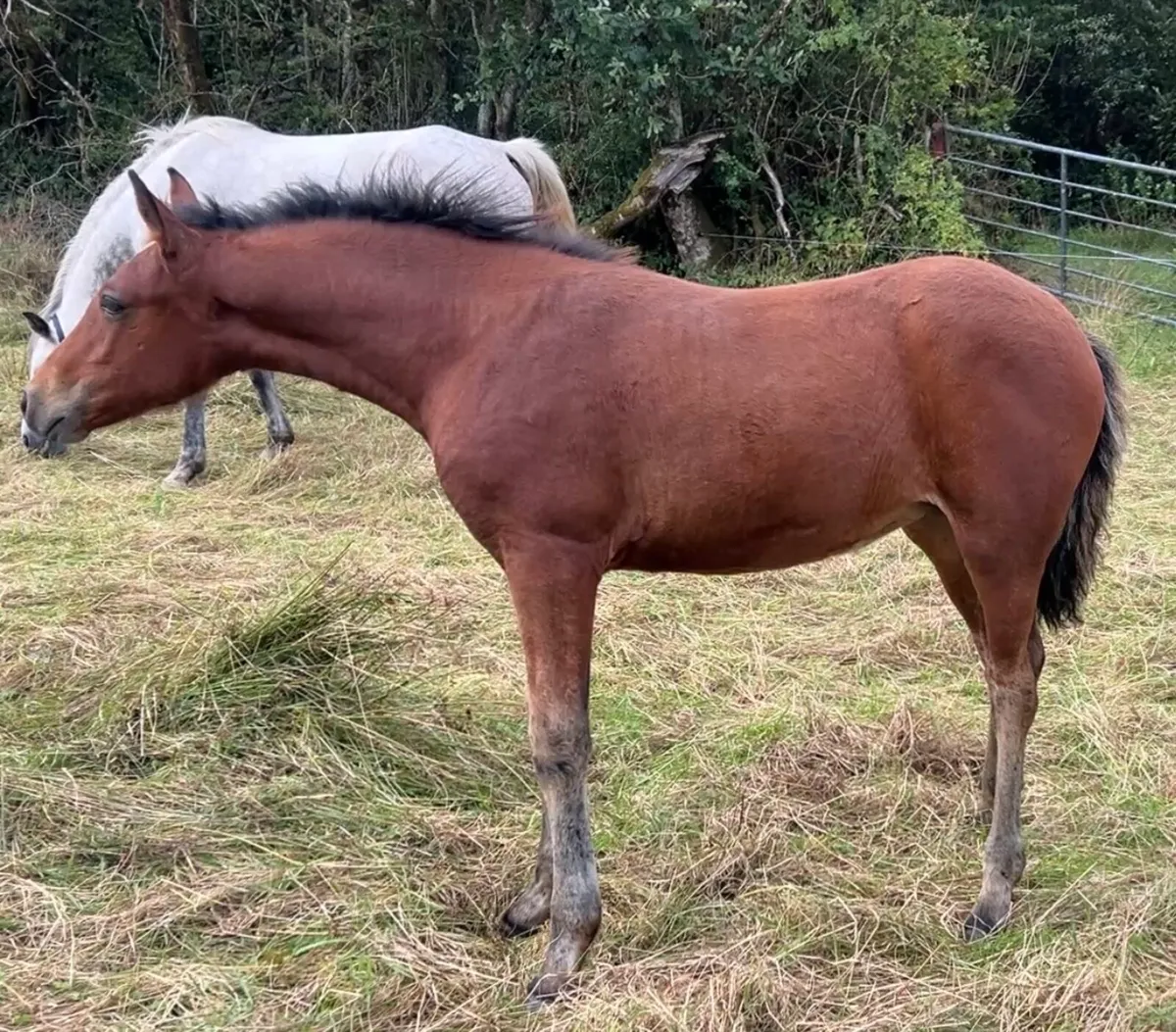 Amazing Connemara x Filly foal - Image 1