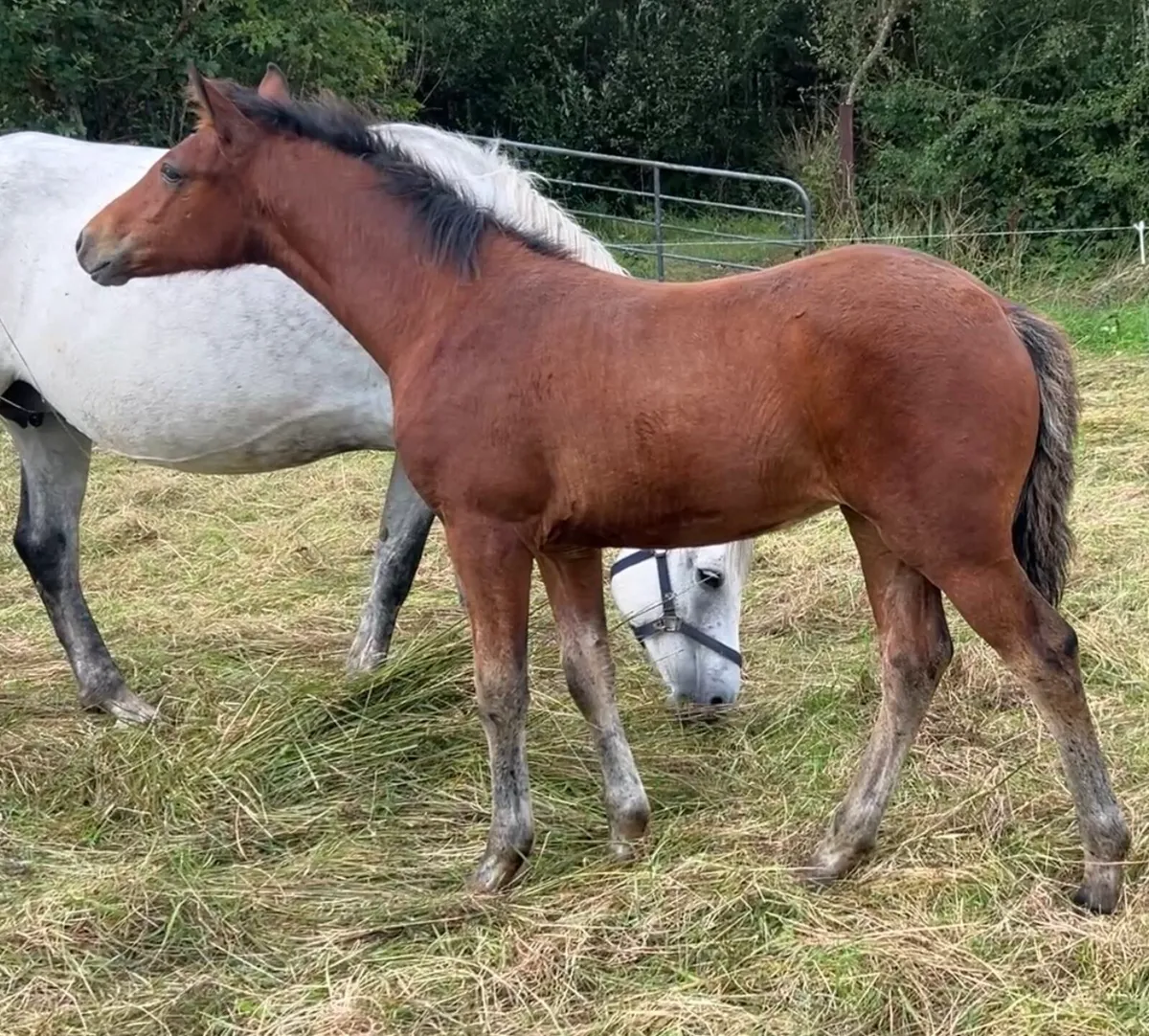 Amazing Connemara x Filly foal - Image 4