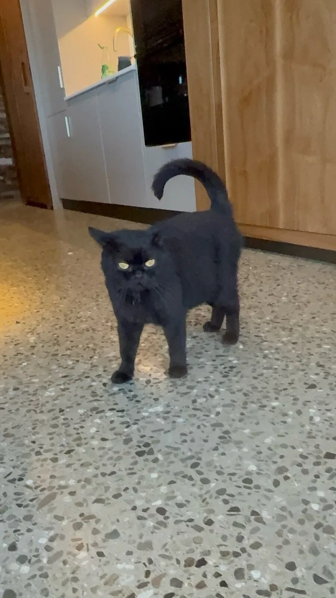 Kittens - Image 2