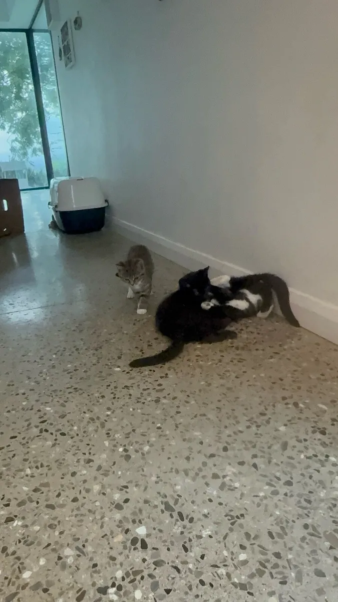 Kittens - Image 3