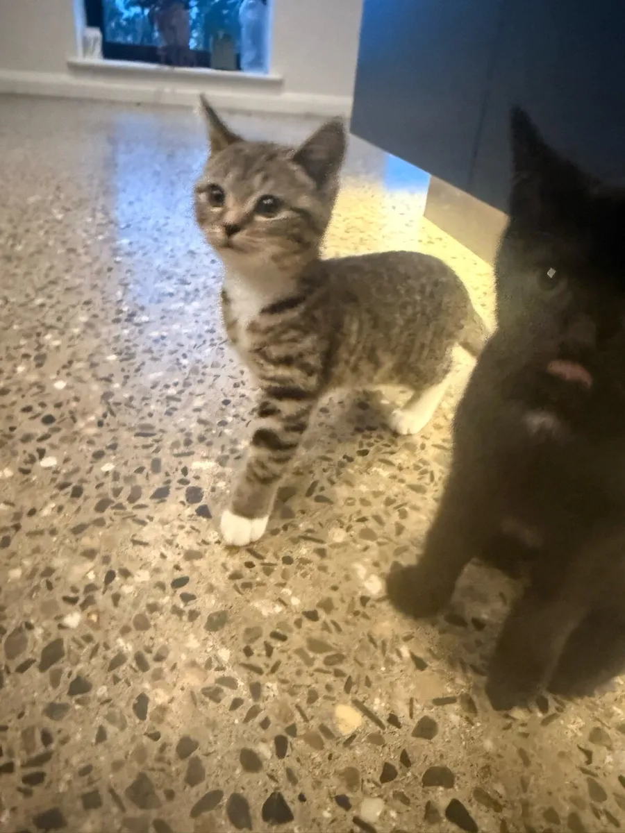 Kittens - Image 4
