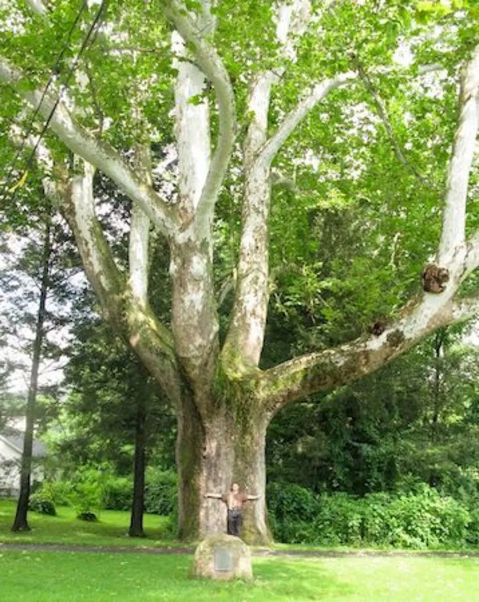 25 to 30 mature trees to be cut into rings