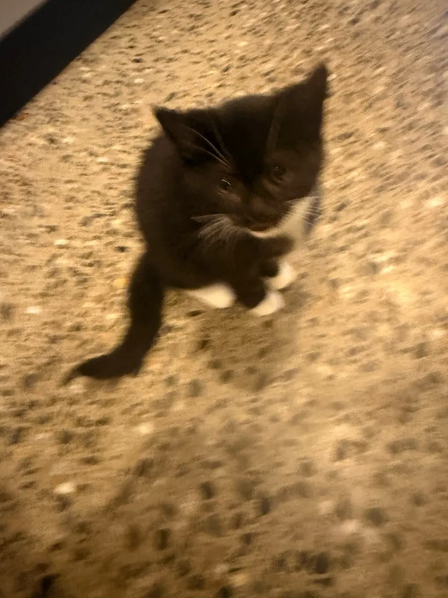 Kittens - Image 1