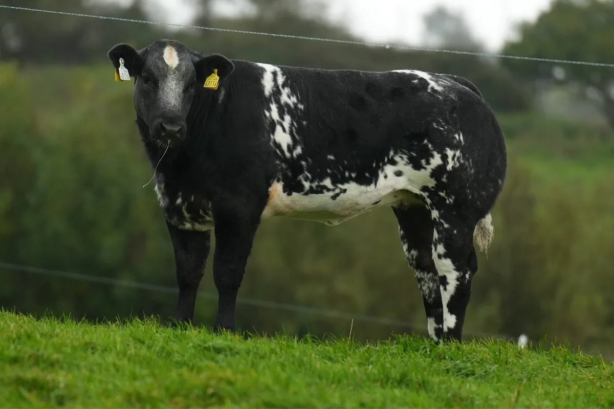 🔥Elite breeding heifer sale Ballina 9/10/26 🔥 - Image 1