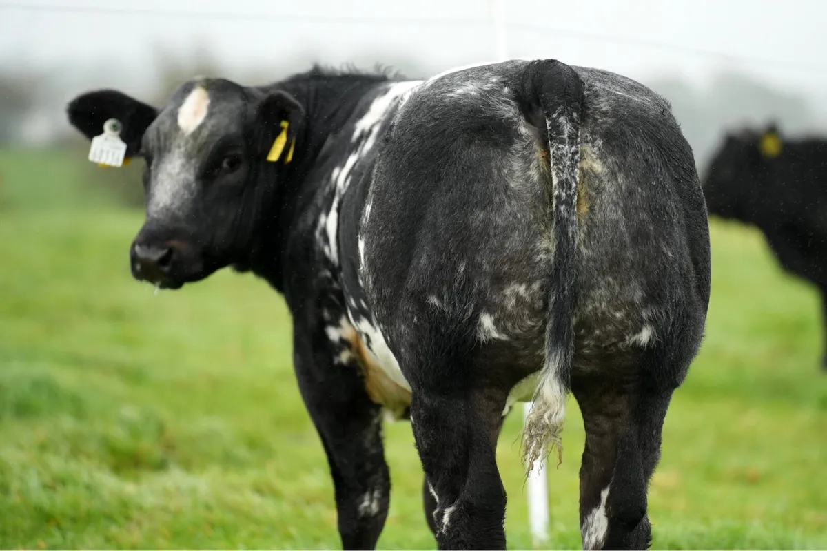 🔥Elite breeding heifer sale Ballina 9/10/26 🔥 - Image 4