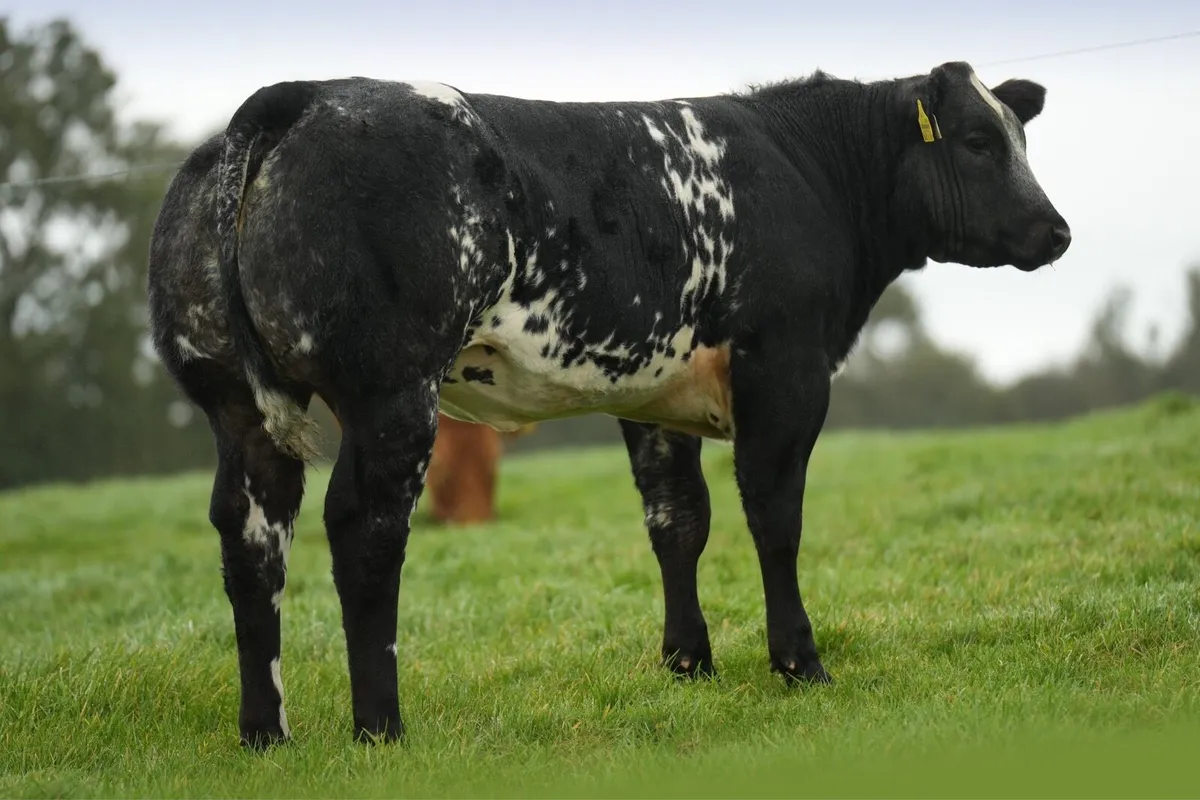 🔥Elite breeding heifer sale Ballina 9/10/26 🔥 - Image 2