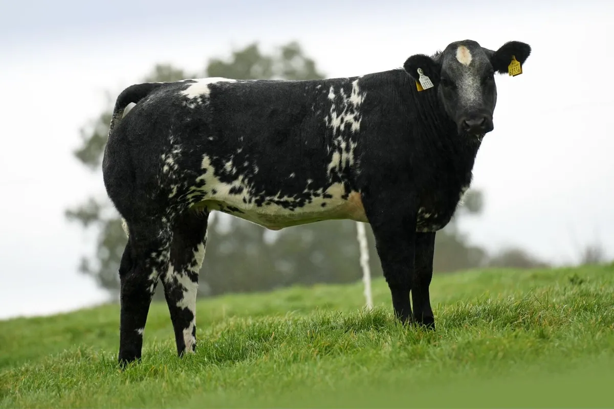 🔥Elite breeding heifer sale Ballina 9/10/26 🔥 - Image 3