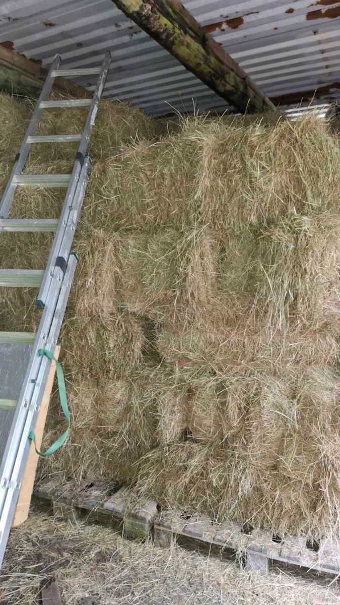 Hay