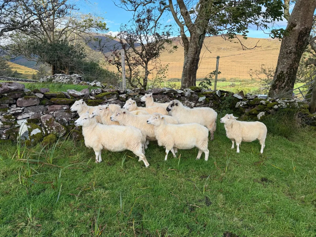Sheep - Image 1