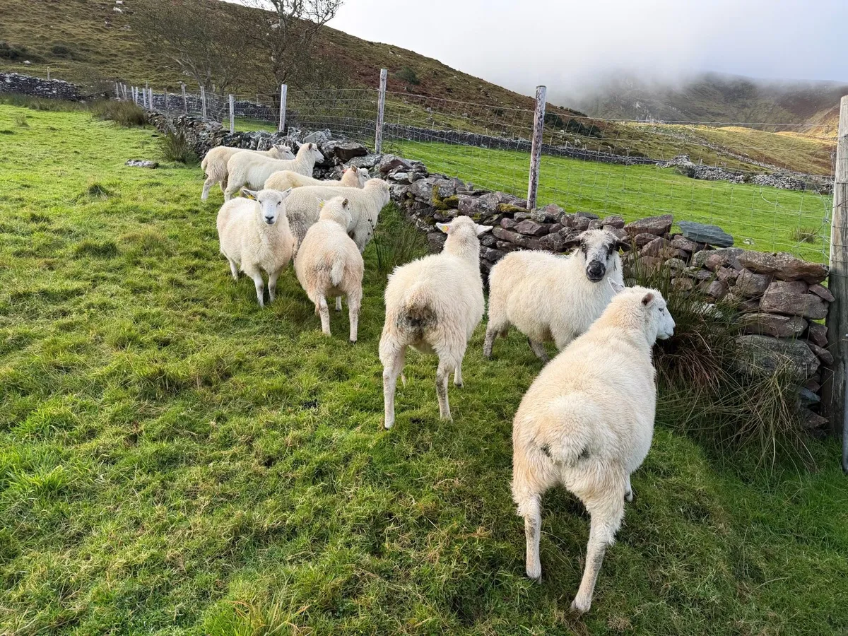 Sheep - Image 2