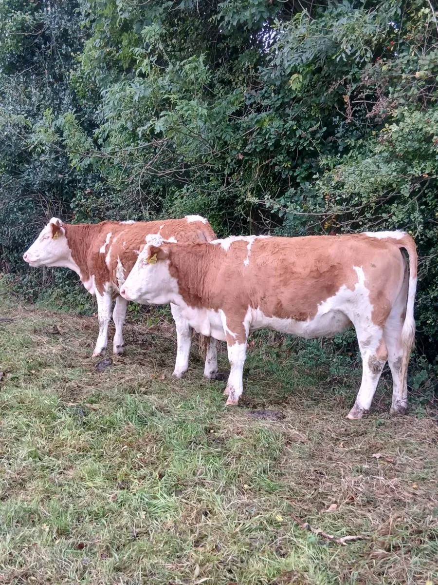 Simmental heifers - Image 3