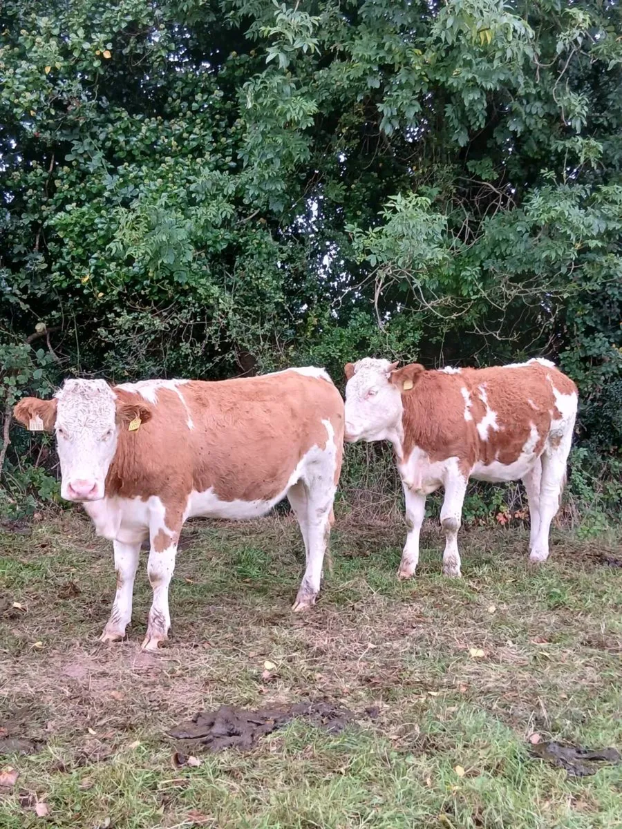 Simmental heifers - Image 1