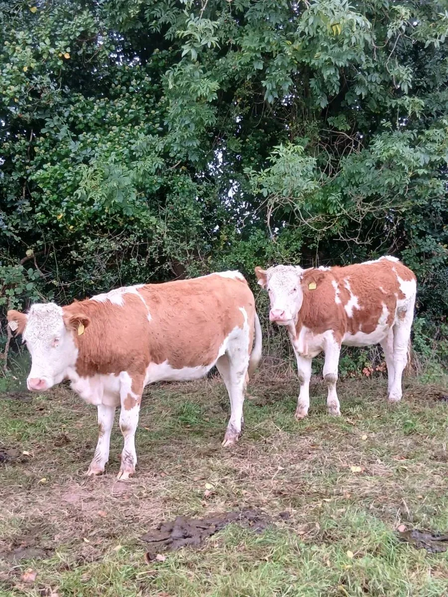 Simmental heifers - Image 2